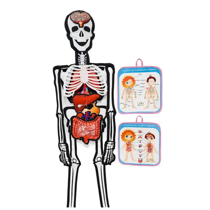 760 (5) Valija de Mini Doctor con Esqueleto Interactivo